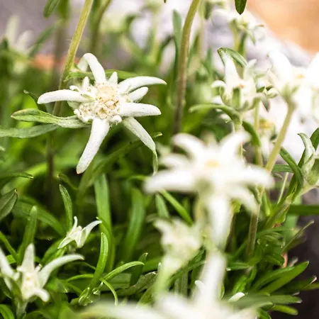 木屋 Bihj - Villaggio Dei Crodini *